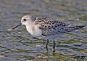 Calidris alba